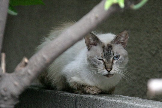 太田区のねこ