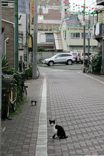 太田区のねこ