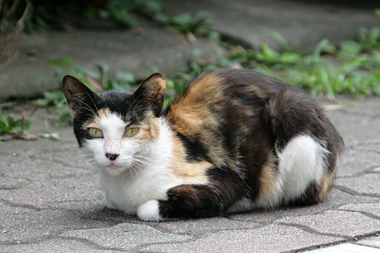 太田区のねこ