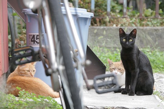 太田区のねこ
