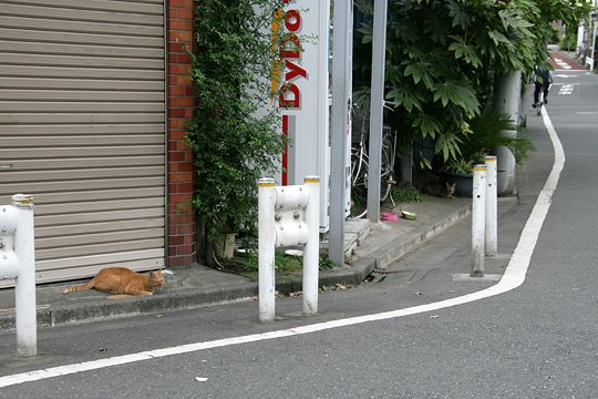 太田区のねこ
