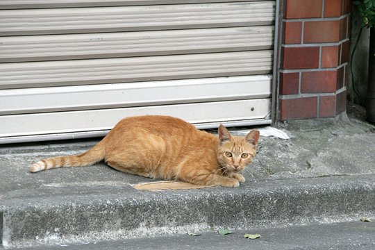 太田区のねこ