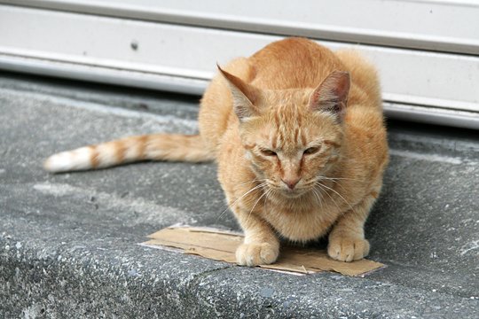 太田区のねこ