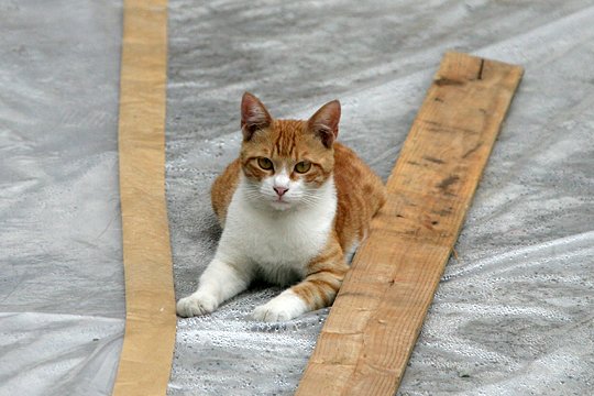 太田区のねこ