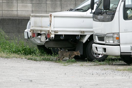 太田区のねこ