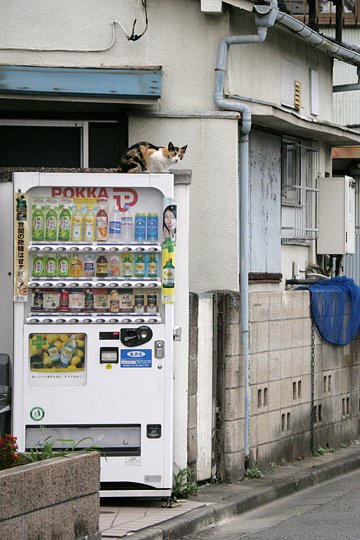 太田区のねこ