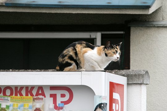 太田区のねこ