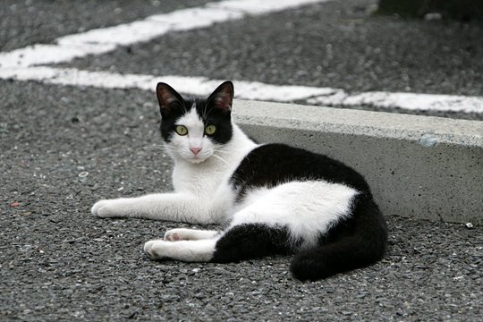 太田区のねこ