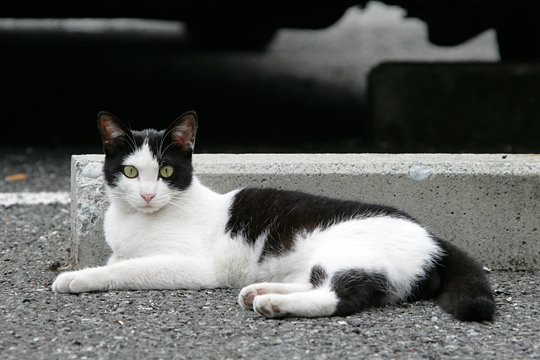 太田区のねこ
