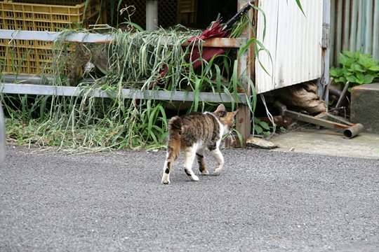 太田区のねこ