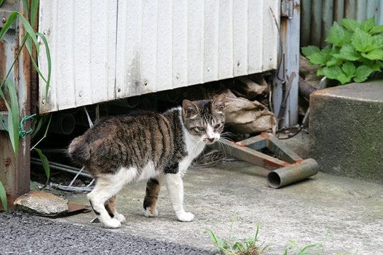 太田区のねこ