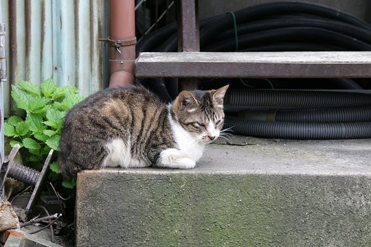 太田区のねこ