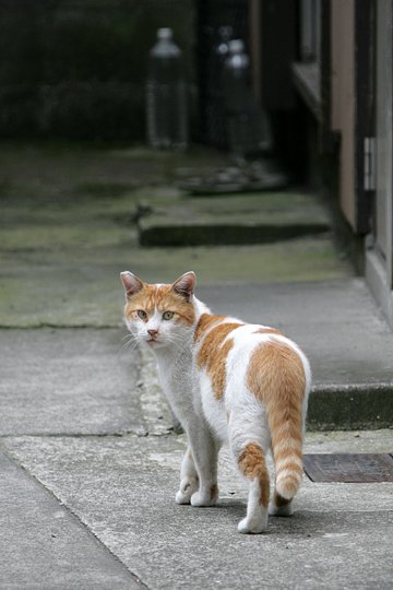 太田区のねこ