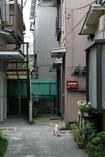 太田区のねこ