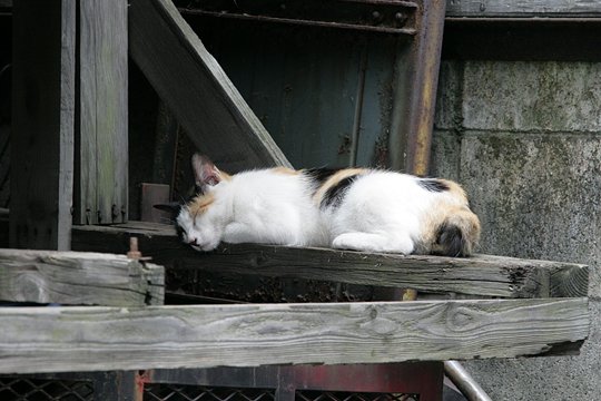 太田区のねこ