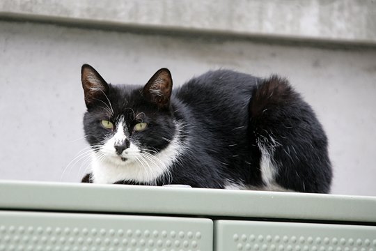 太田区のねこ