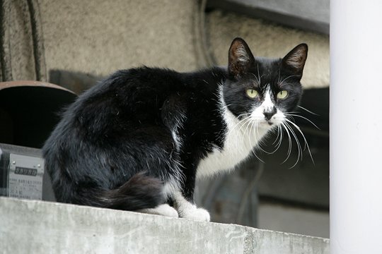 太田区のねこ