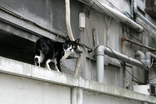 太田区のねこ