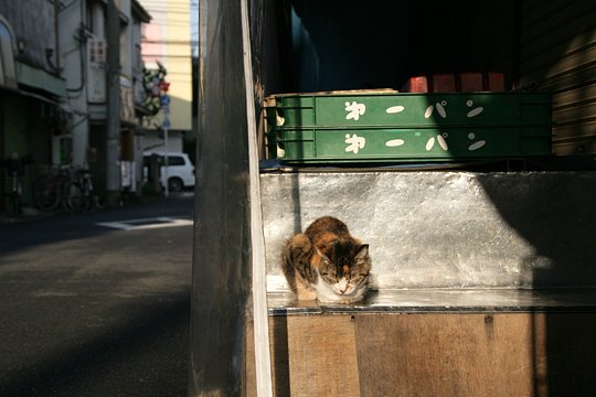 太田区のねこ