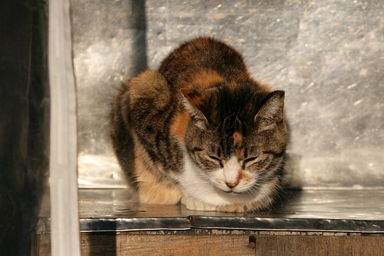 太田区のねこ