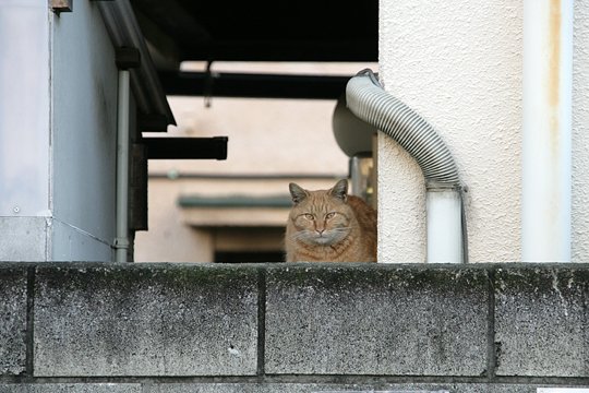 太田区のねこ