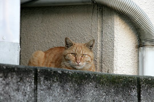 太田区のねこ