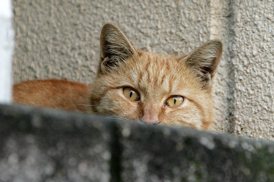 太田区のねこ