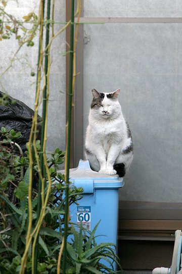 太田区のねこ