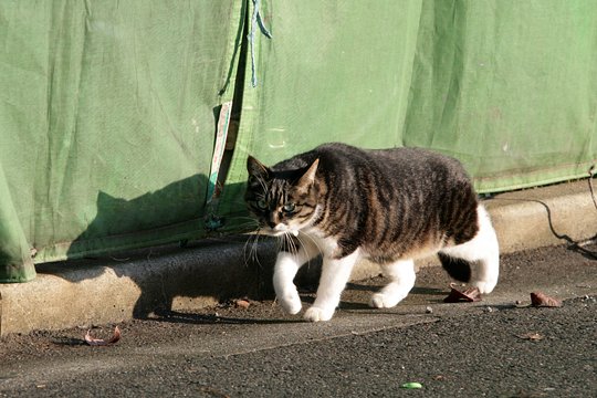 太田区のねこ