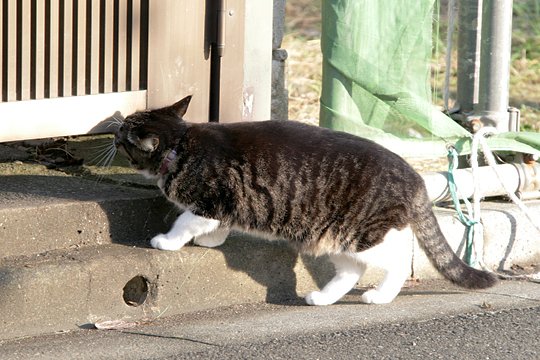 太田区のねこ