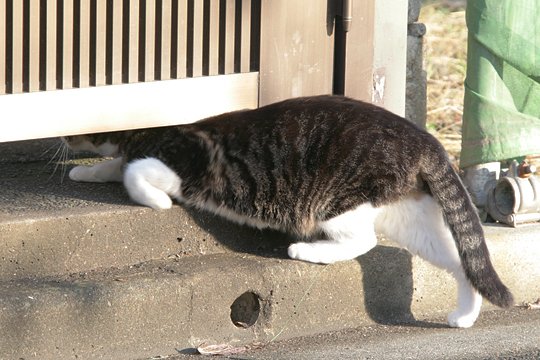 太田区のねこ