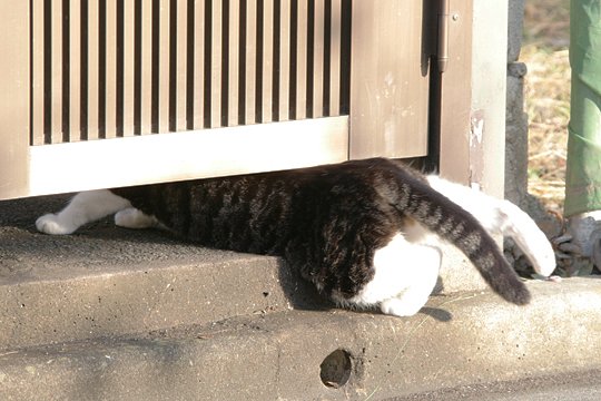 太田区のねこ