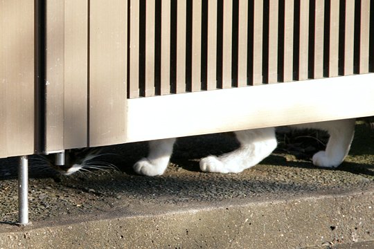 太田区のねこ