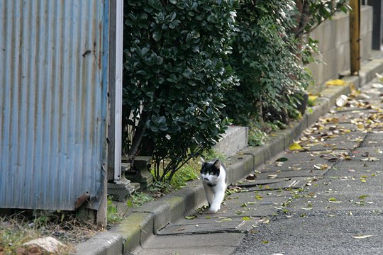 太田区のねこ