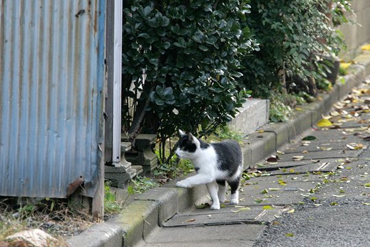 太田区のねこ