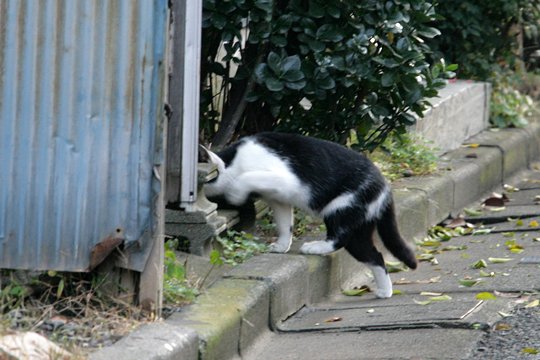 太田区のねこ