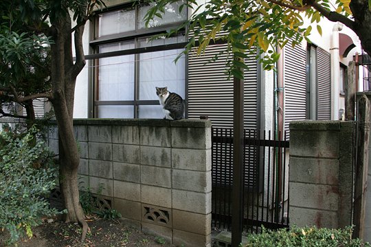 太田区のねこ