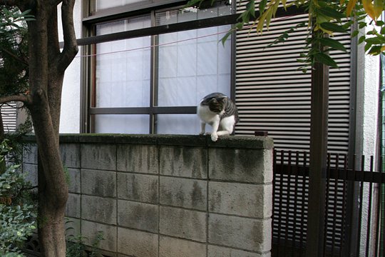 太田区のねこ