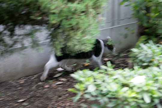 太田区のねこ