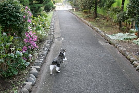 太田区のねこ