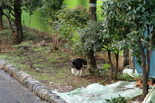 太田区のねこ