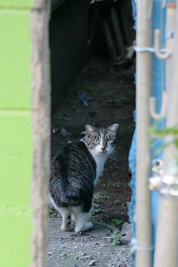 太田区のねこ