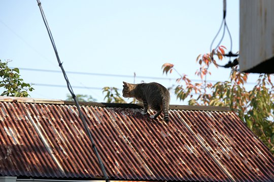 太田区のねこ