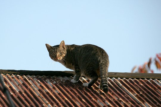 太田区のねこ