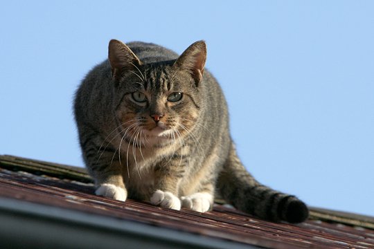 太田区のねこ