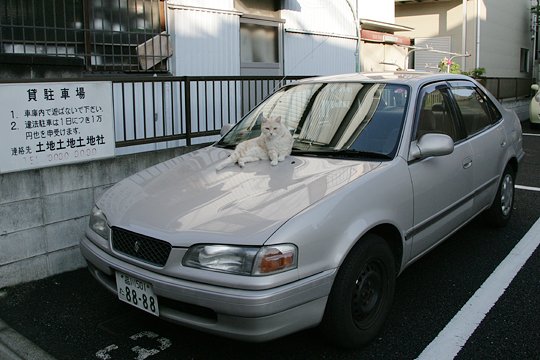 太田区のねこ