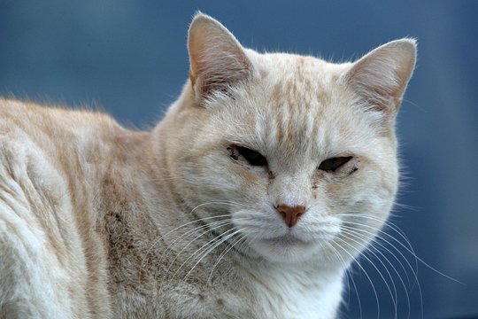 太田区のねこ