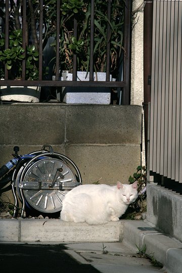 太田区のねこ