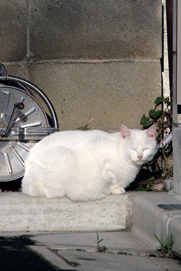 太田区のねこ