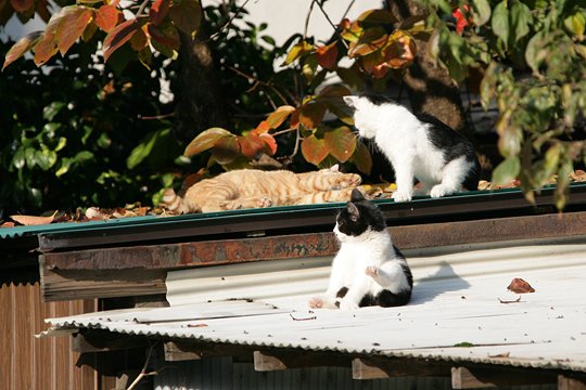 太田区のねこ